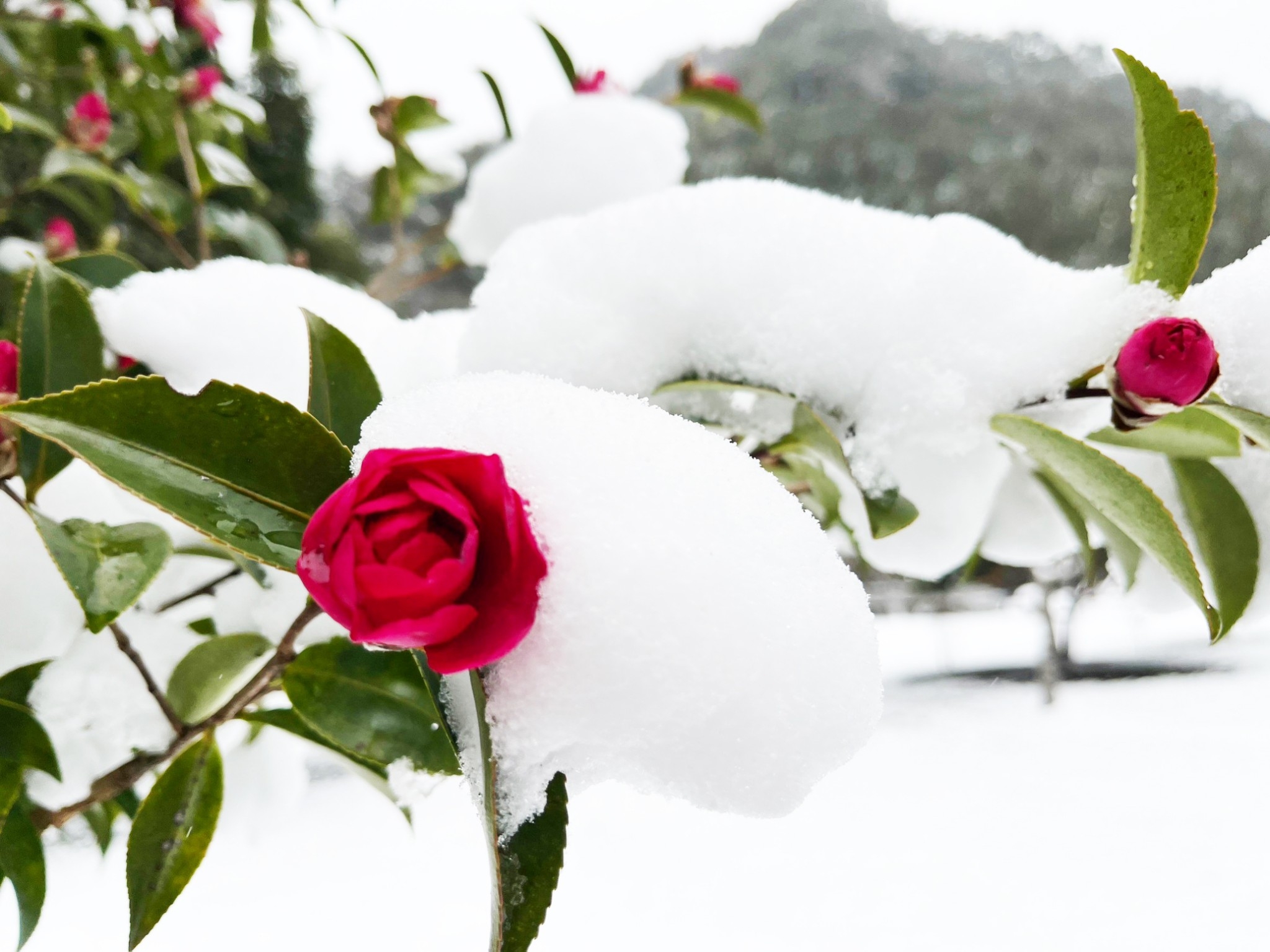 雪に椿