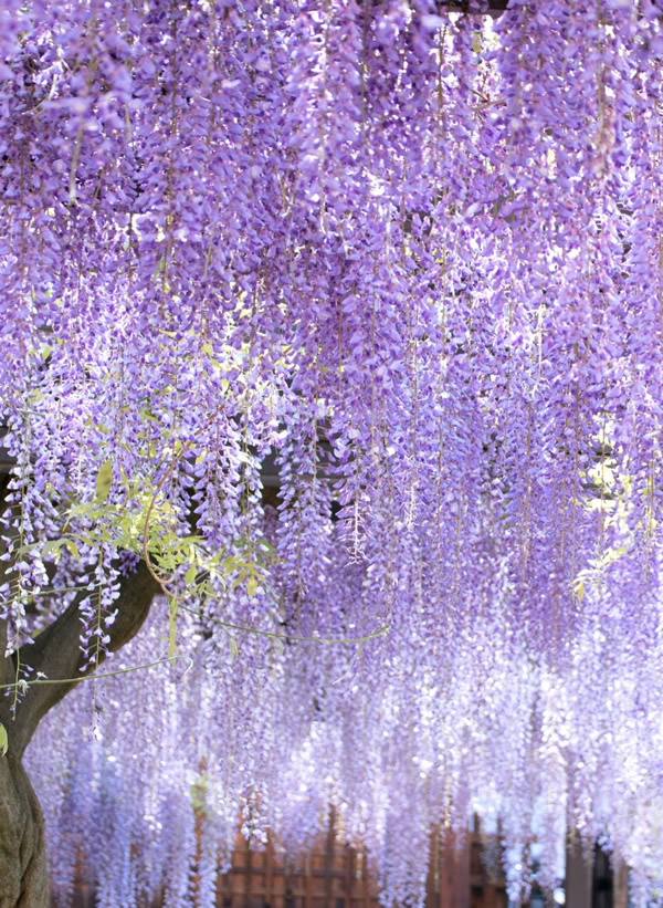 鬼滅の刃 小噺 その 鬼滅の花 大阪で骨董や掛軸の販売 買取 出張査定なら 古美術全般 中国美術の株式会社縁